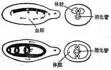 閉管式循環 閉管式循環