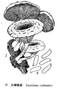 近裸香菇 近裸香菇
