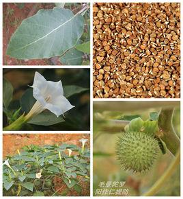 毛曼陀羅 毛曼陀羅