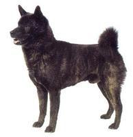 日本甲斐犬 日本甲斐犬