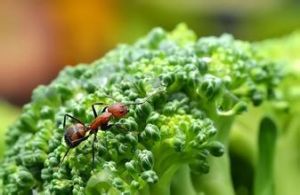 尼科巴角鴞 尼科巴角鴞