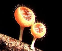 毛緣毛杯菌 毛緣毛杯菌