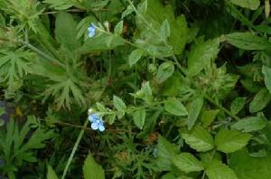 細莖斑種 細莖斑種