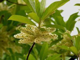 寮國杜英 寮國杜英