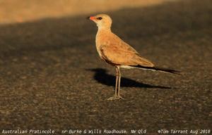 澳洲燕鴴 澳洲燕鴴