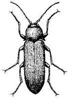 溝胸平頂叩甲 溝胸平頂叩甲