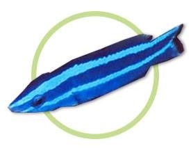 紅海四線龍 紅海四線龍