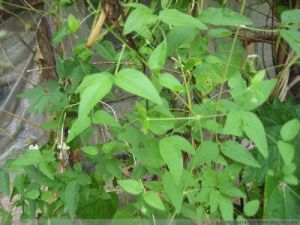 吳興鐵線蓮 吳興鐵線蓮