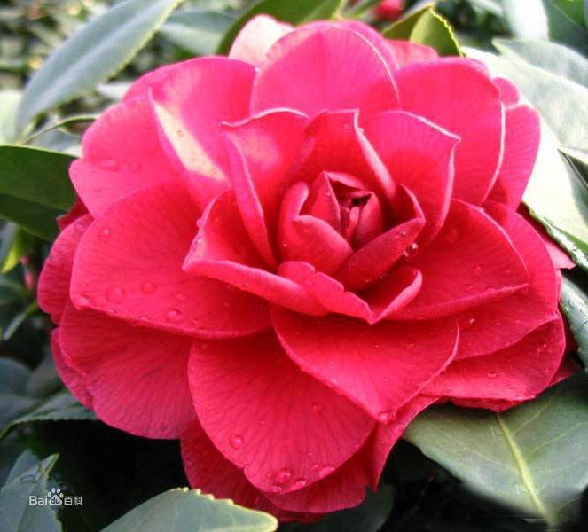 貝拉大玫瑰