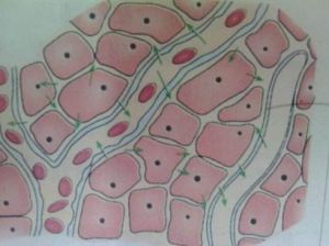 毛細淋巴管 毛細淋巴管