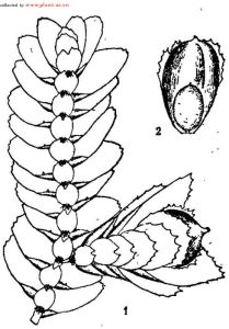 瓦鱗苔屬 瓦鱗苔屬