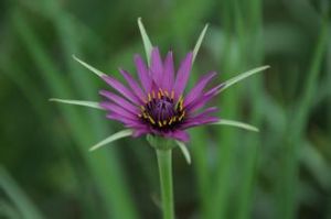 蒜葉婆羅門參 蒜葉婆羅門參