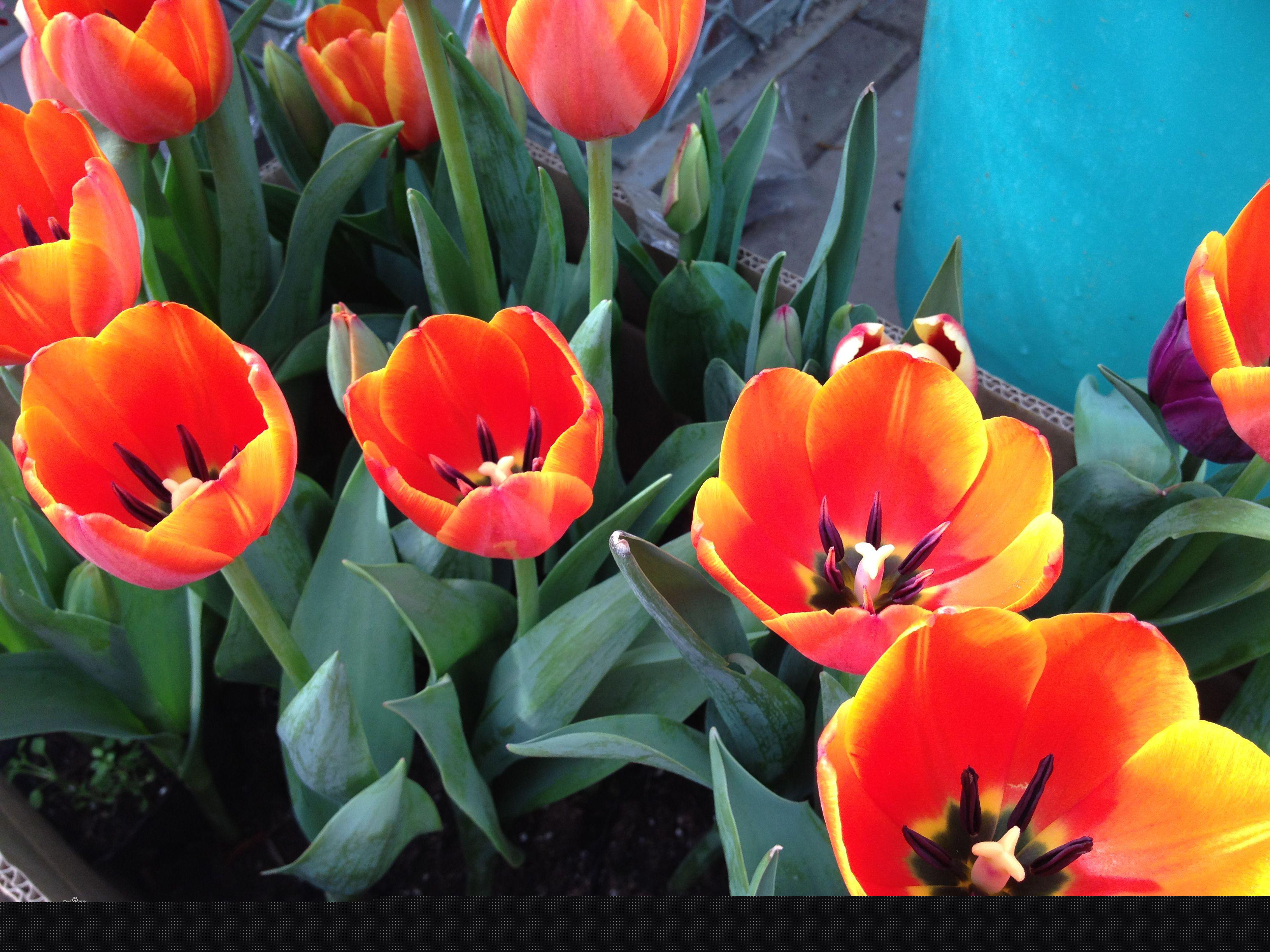 鬱金香的其他品種