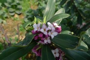 瘦葉瑞香 瘦葉瑞香