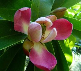 紅色木蓮 紅色木蓮