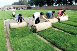 無土草坪 無土草坪