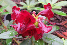 血紅杜鵑