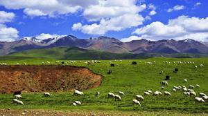 祁連山東部的溫性草原