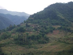 楊梅樹自然村 楊梅樹自然村