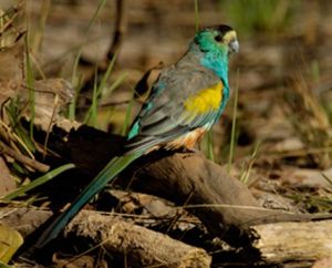 金肩鸚鵡 金肩鸚鵡