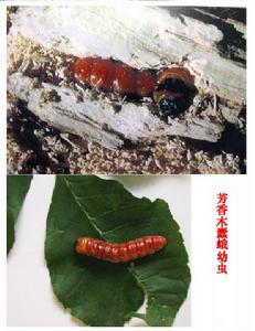 芳香木蠹蛾 芳香木蠹蛾
