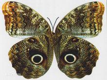 butterfly[蝴蝶的英文表述]