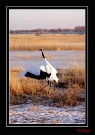 龜年鶴算 龜年鶴算