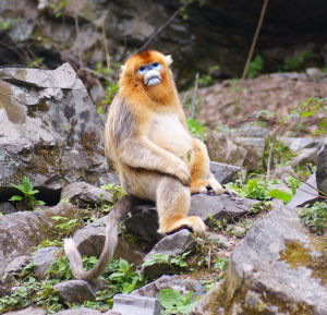 靈長類類簡鼻亞目人猿亞目金絲猴