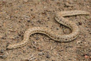 澳洲沙蟒 澳洲沙蟒