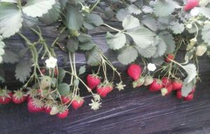 燦燦草莓採摘 燦燦草莓採摘