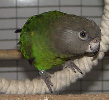 褐喉錐尾鸚鵡巴西亞種 褐喉錐尾鸚鵡巴西亞種