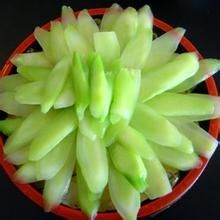 冰鎮芥藍片 冰鎮芥藍片