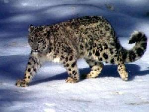 附錄I物種 雪豹