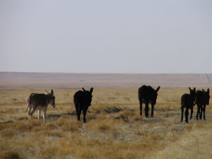 烏拉特梭梭林－蒙古野驢自然保護區