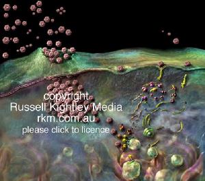 （圖）口蹄疫病毒