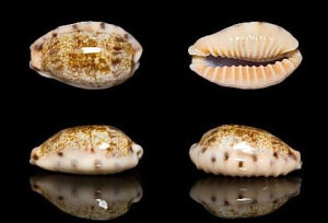 薩摩爾寶螺 薩摩爾寶螺