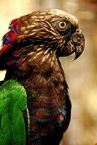 鷹頭鸚鵡 鷹頭鸚鵡