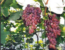 里扎馬特 里扎馬特