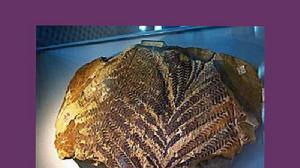 赫勒枝脈蕨 赫勒枝脈蕨