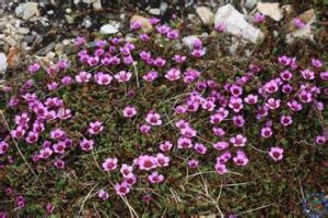 紫花虎耳草 紫花虎耳草