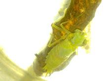 剛蛻皮的宴蜓若蟲