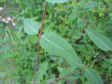 羅布麻葉植物形態-羅布麻