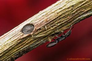 Cephalotes porrasi護穴行為