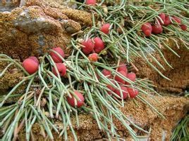 細子麻黃 細子麻黃