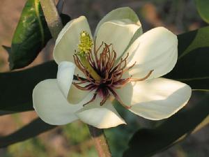 金葉含笑 金葉含笑