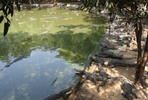 是拉差龍虎園 是拉差龍虎園