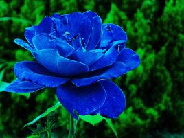 藍色妖姬[藍詩詩作]