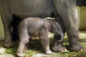 蘇門答臘象 蘇門答臘象