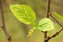 山核桃葉 山核桃葉