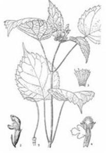 具梗糙蘇 具梗糙蘇